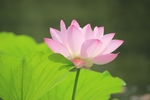 莲花