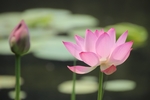 莲花