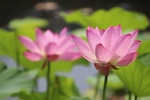 莲花