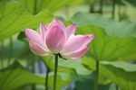 莲花
