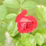 玫瑰花