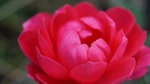 玫瑰花