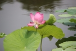 莲花