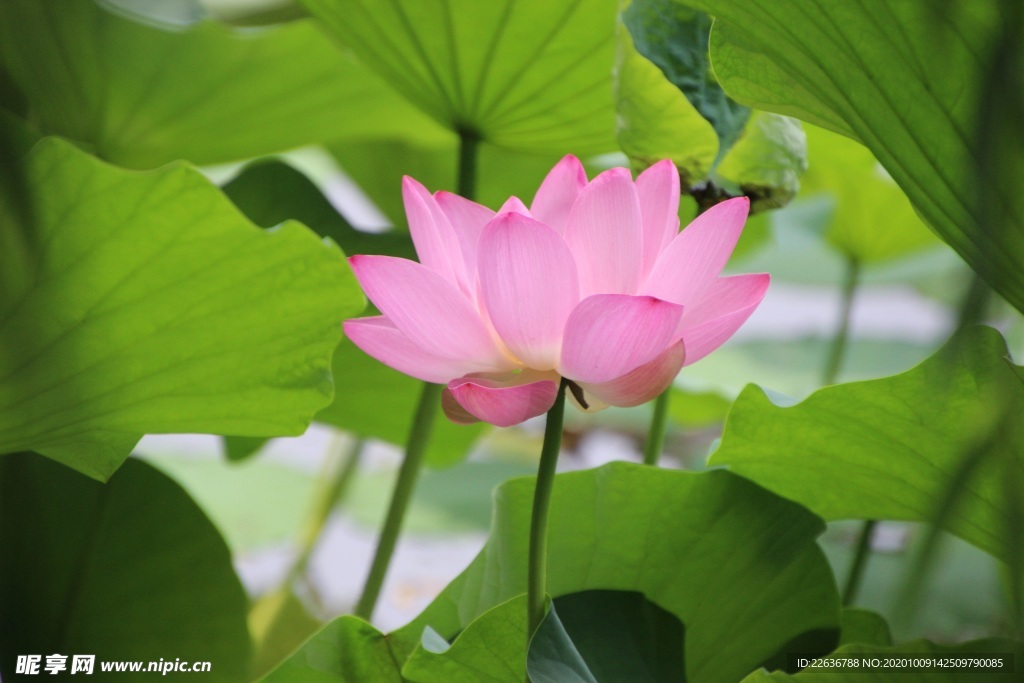 莲花