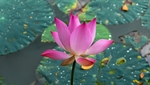 莲花