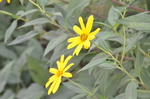 菊芋花