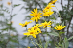 菊芋花
