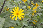 菊芋花