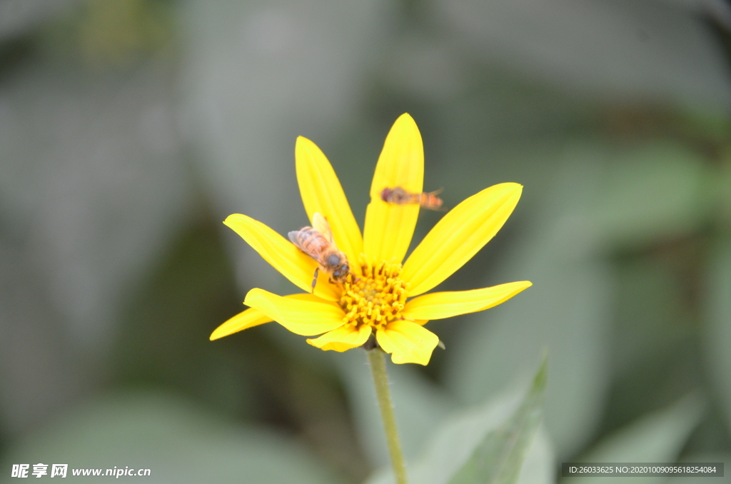 菊芋花 蜜蜂采蜜