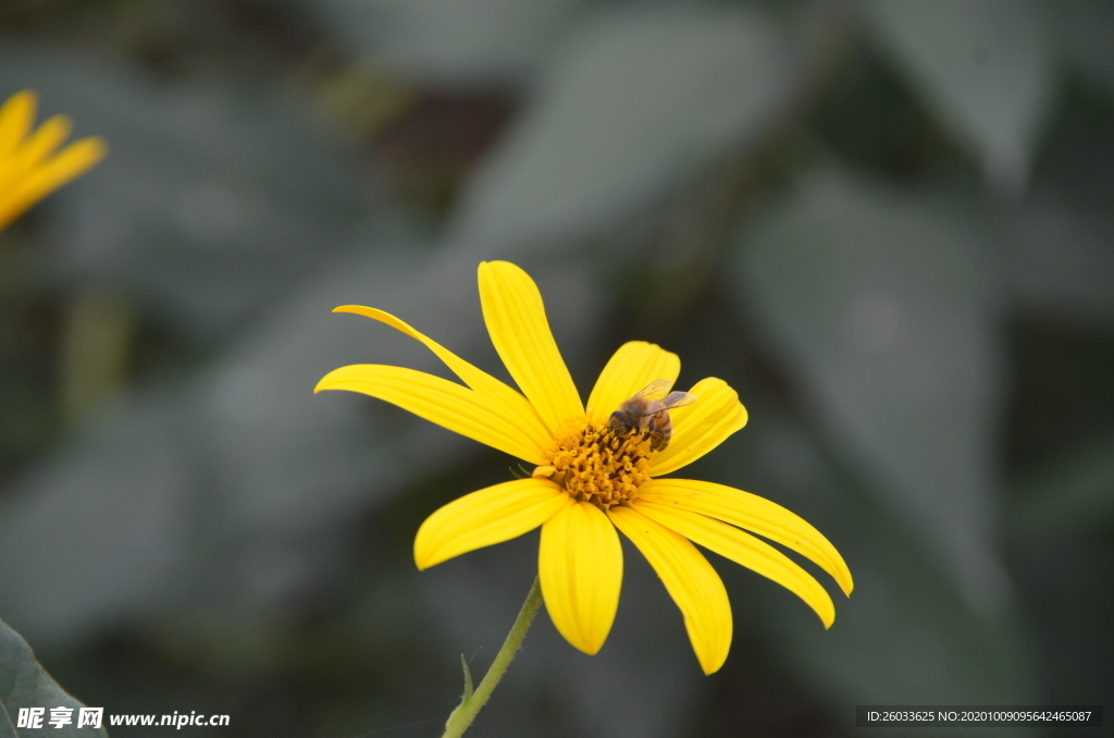 菊芋花 蜜蜂采蜜