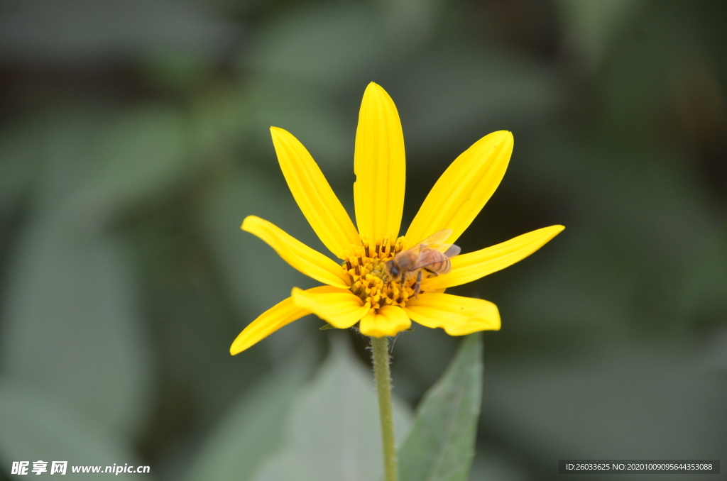 菊芋花 蜜蜂采蜜