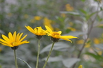 菊芋花