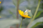 菊芋花 蝴蝶