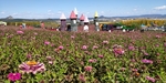 琵岩山花海