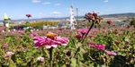 琵岩山花海