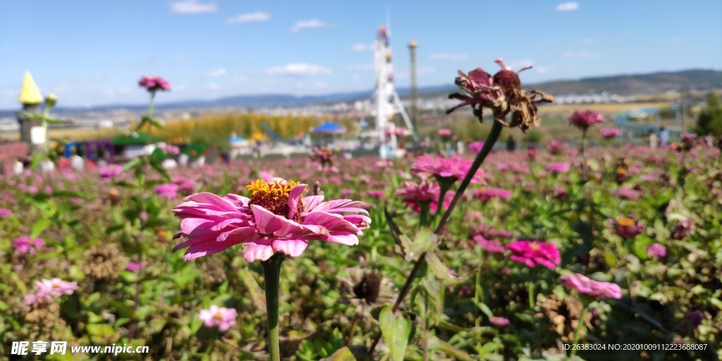 琵岩山花海