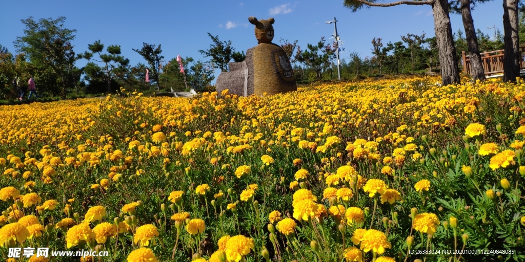 琵岩山花海