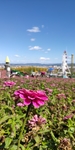 琵岩山花海