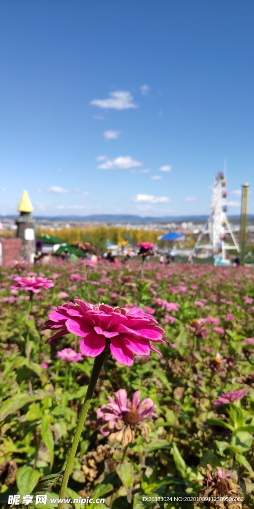 琵岩山花海