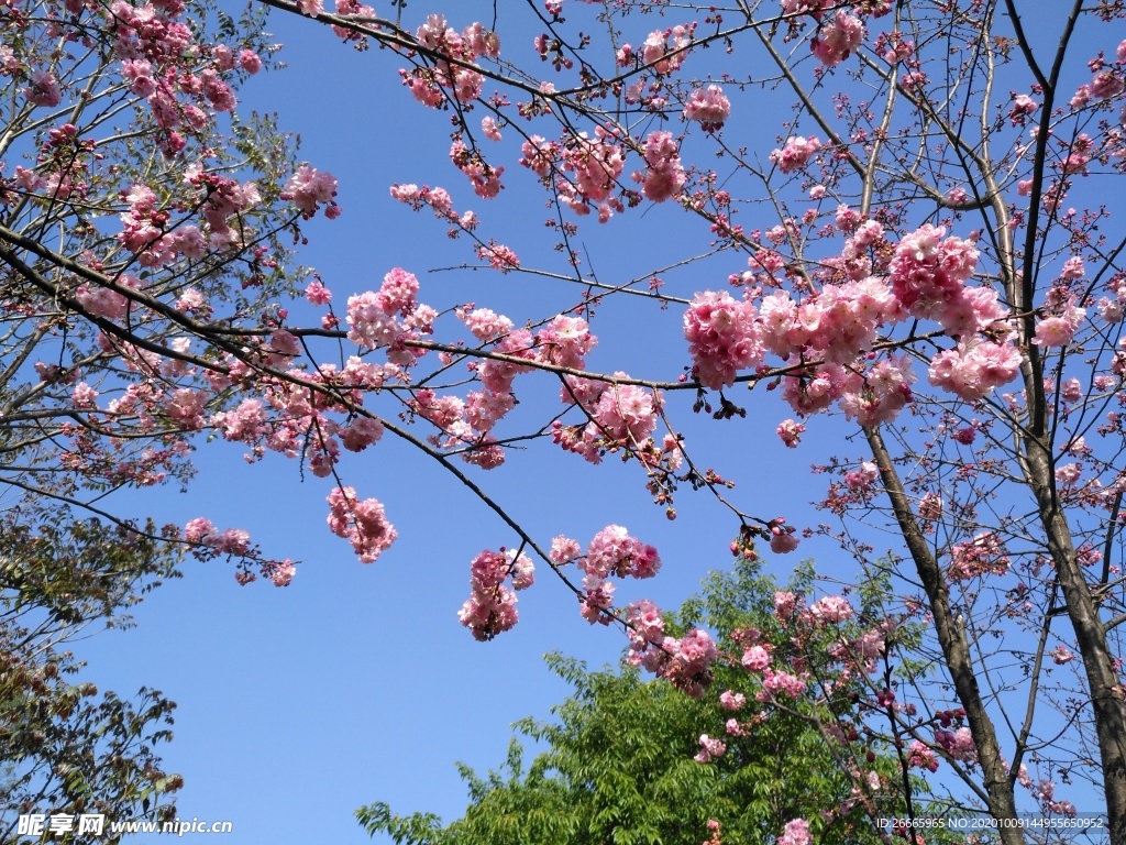 花