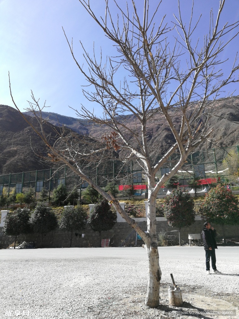 树木高山风景