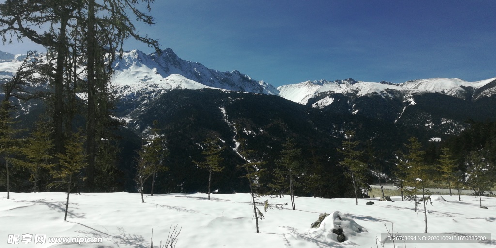 蓝天高山雪地雪松风光