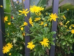 花 鲜花
