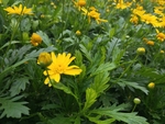 花 鲜花