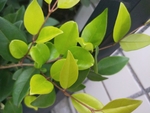 树叶 叶子