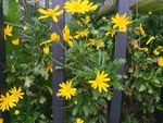花  鲜花  黄色