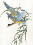 国画花鸟图