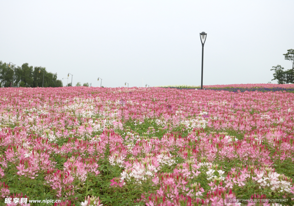 醉蝶花