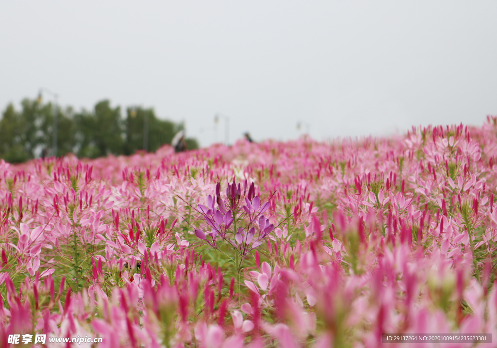 醉蝶花