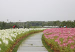 醉蝶花