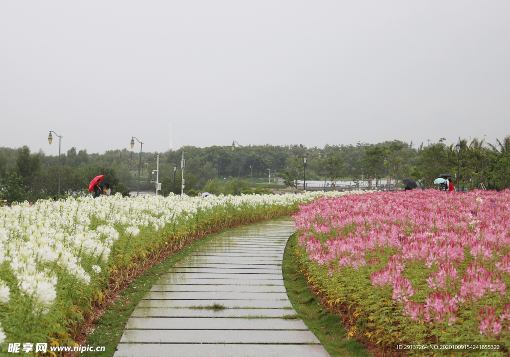 醉蝶花