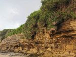 火山岩  海蚀岩 仙人掌