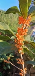 桂花