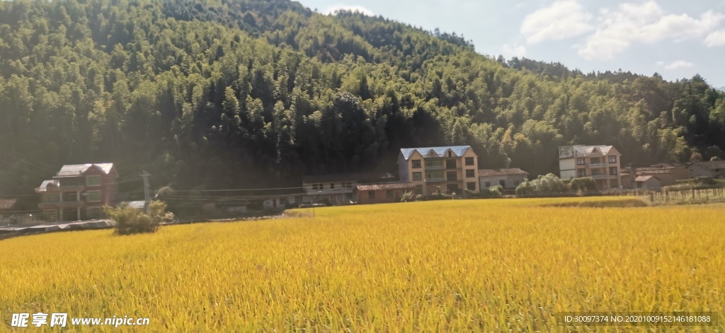 稻谷 天空 大山