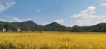 稻谷 天空