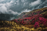 风景