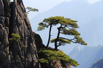 风景