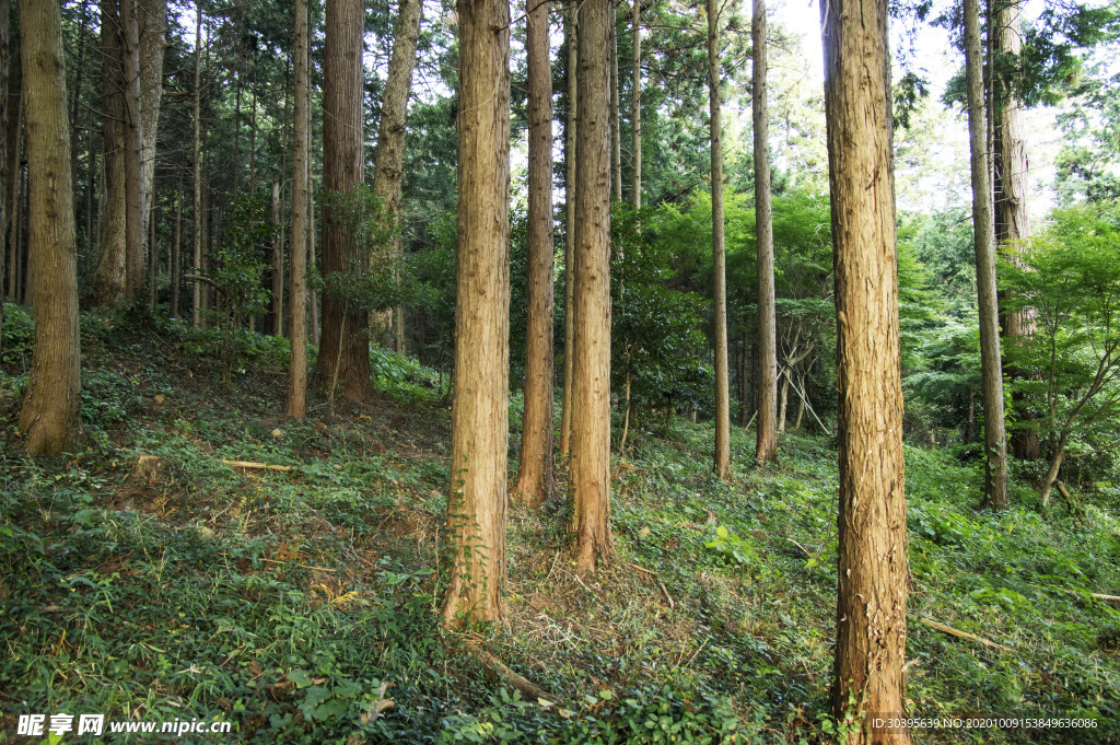 风景