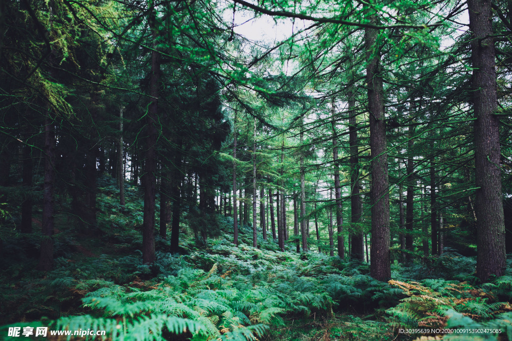 风景