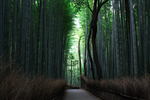 风景