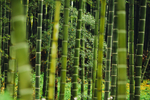 风景