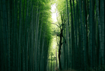 风景