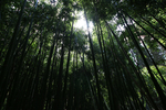 风景