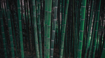 风景