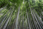 风景