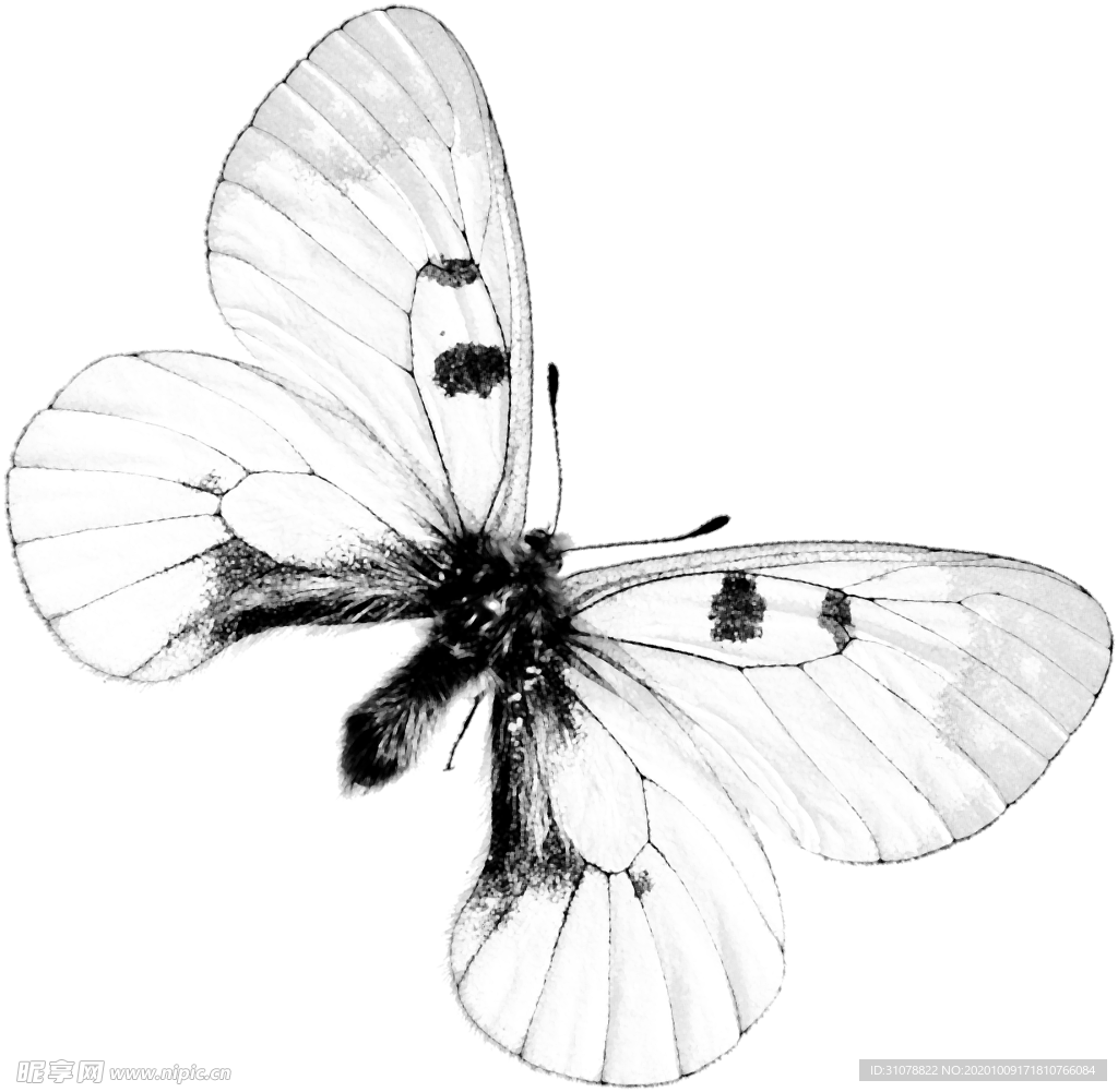 昆虫蝴蝶图案